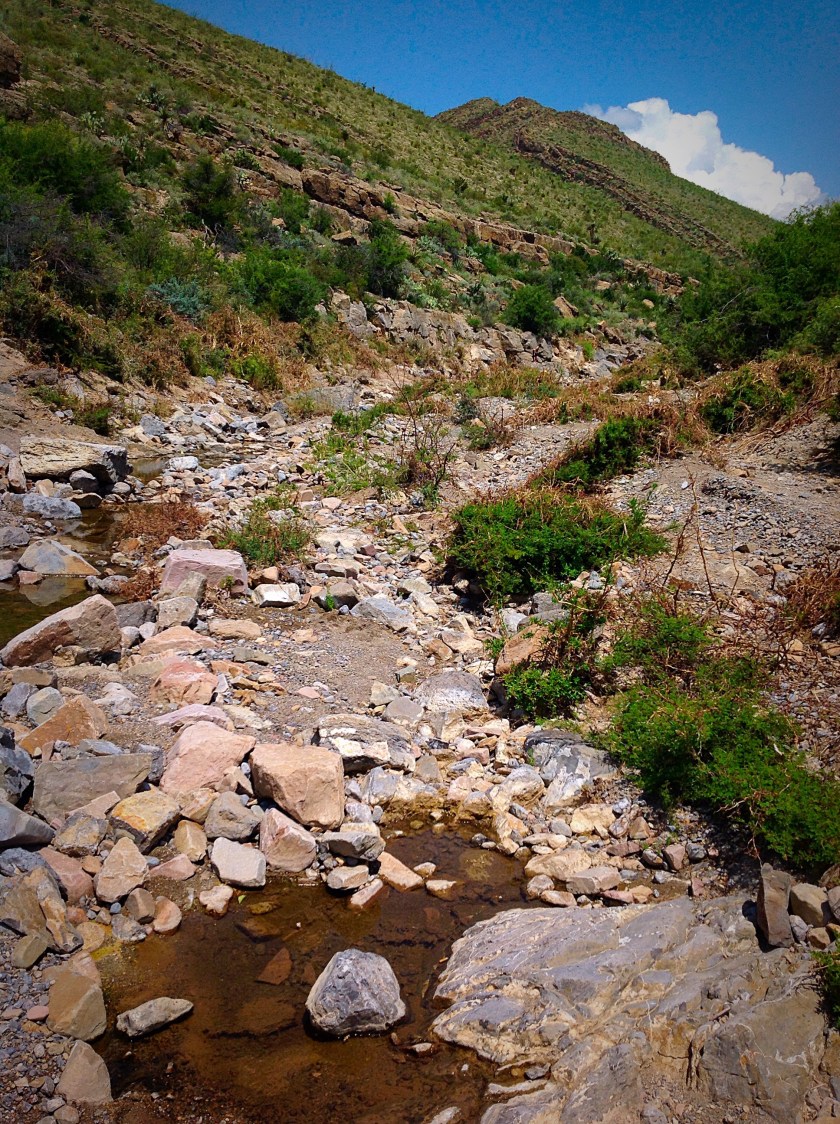 Creek in the Chihuahuan Desert