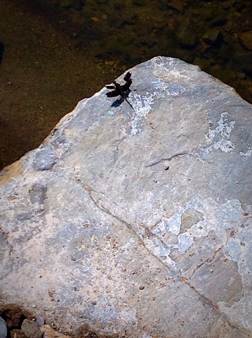 Black dragonfly in the Chihuahuan Desert