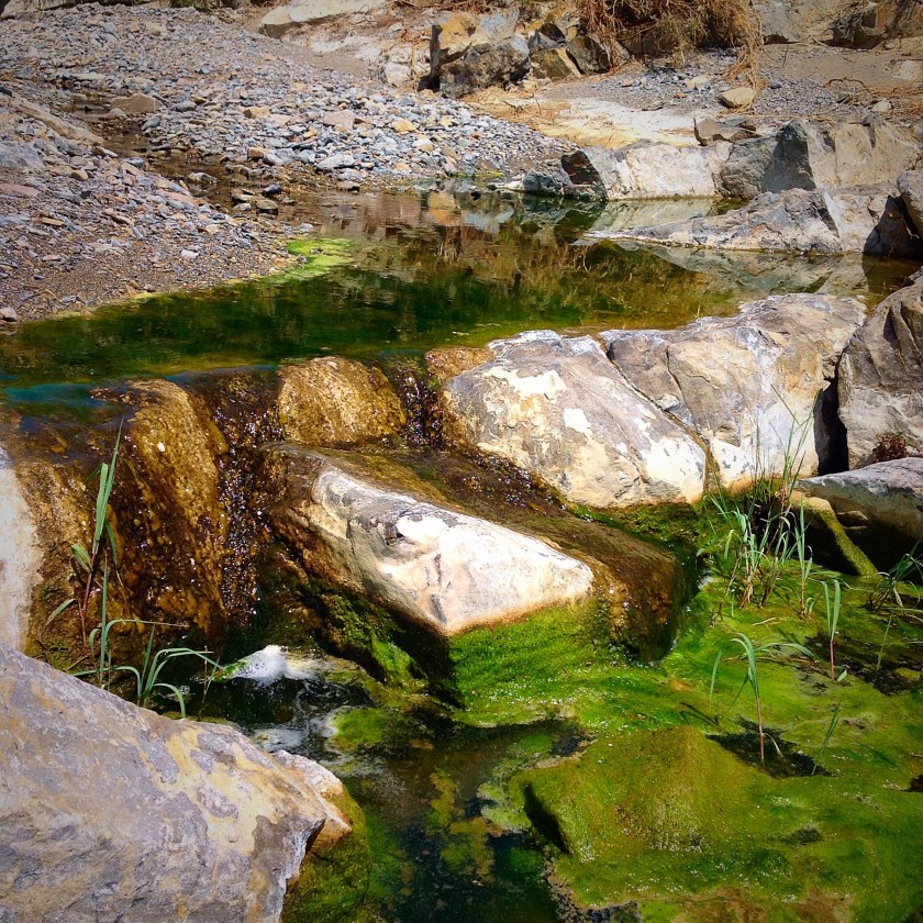springs in the Chihuahuan Desert