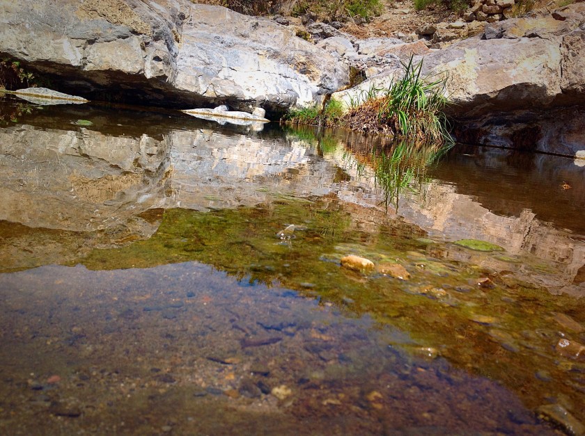 natural springs in the Chihuahan Desert