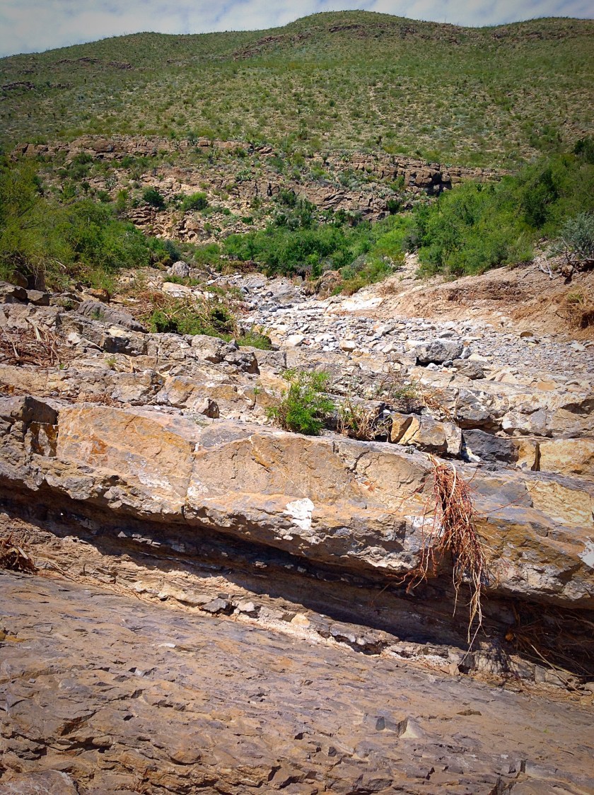 Flora of the Chihuahuan Desert